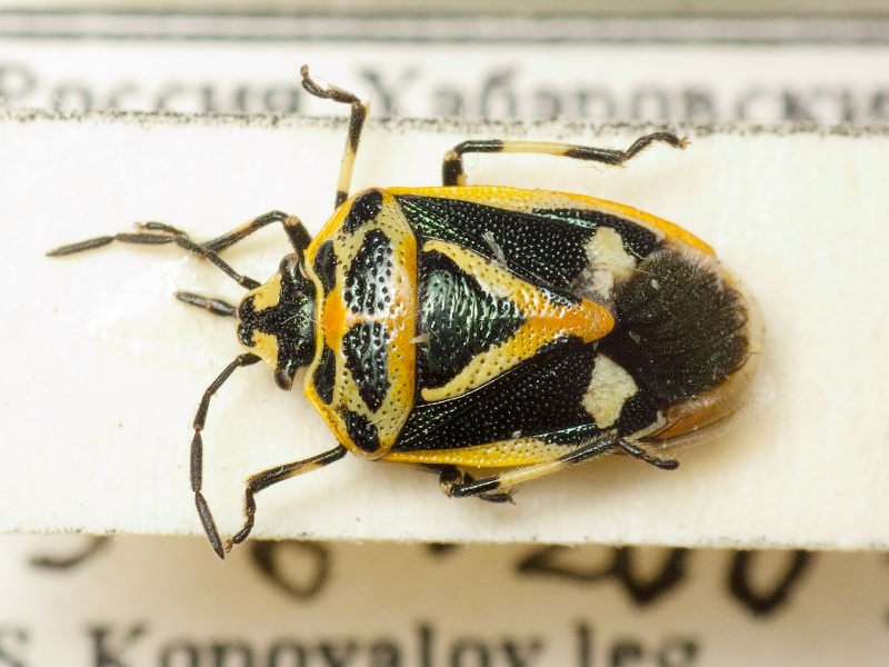 Eurydema (Eurydema) gebleri Kolenati, 1846